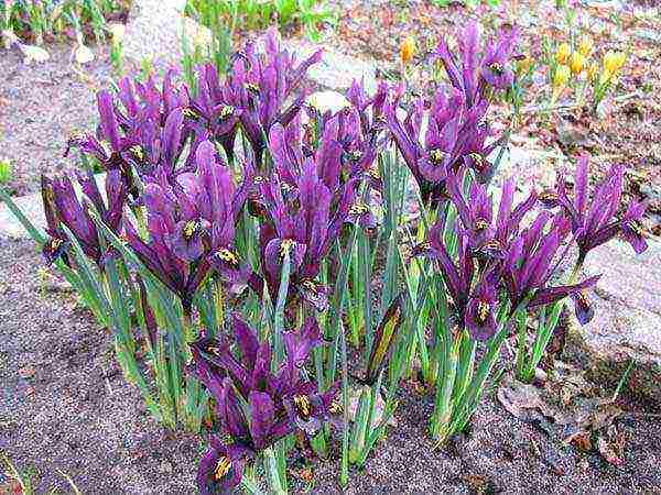 irises planting and care in the open field for the winter