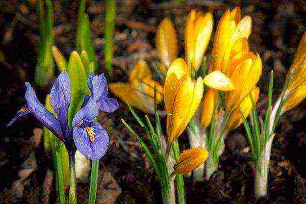 irises planting and care in the open field for the winter