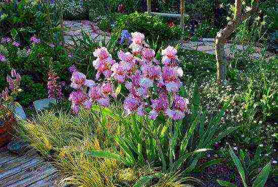 irises planting and care in the open field in the suburbs