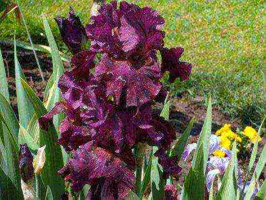 irises planting and care in the open field in the suburbs