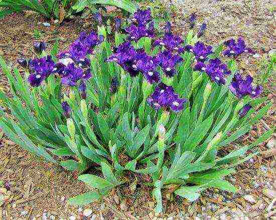 irises planting and care in the open field in the suburbs