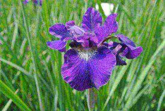 irises planting and care in the open field in the suburbs