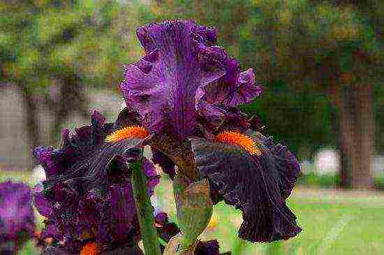 irises planting and care in the open field in the suburbs