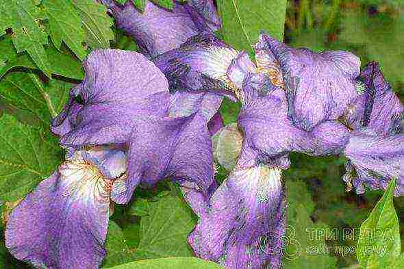 irises planting and care in the open field in the suburbs