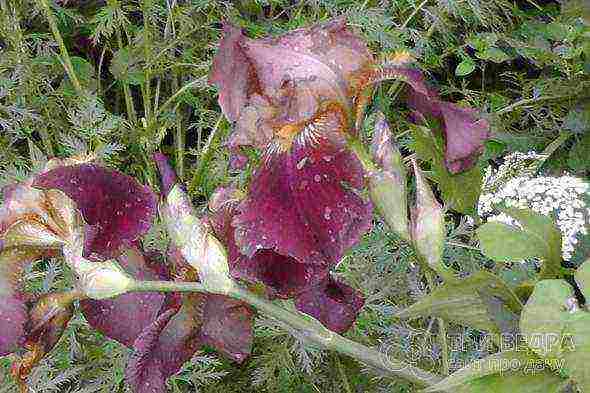 irises planting and care in the open field in the suburbs