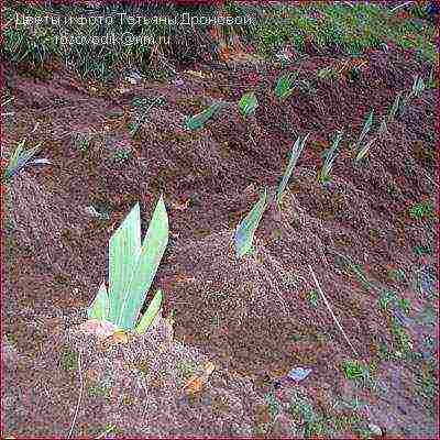 irises planting and care in the open field in the suburbs