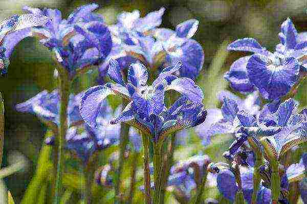 irises planting and care in the open field in siberia