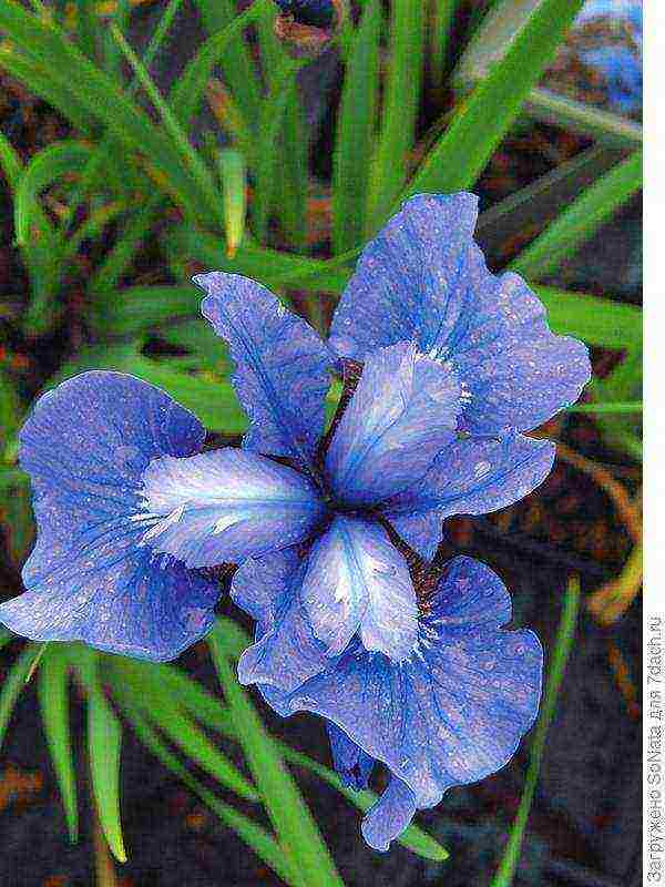 irises planting and care in the open field in siberia