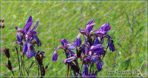 irises planting and care in the open field in siberia