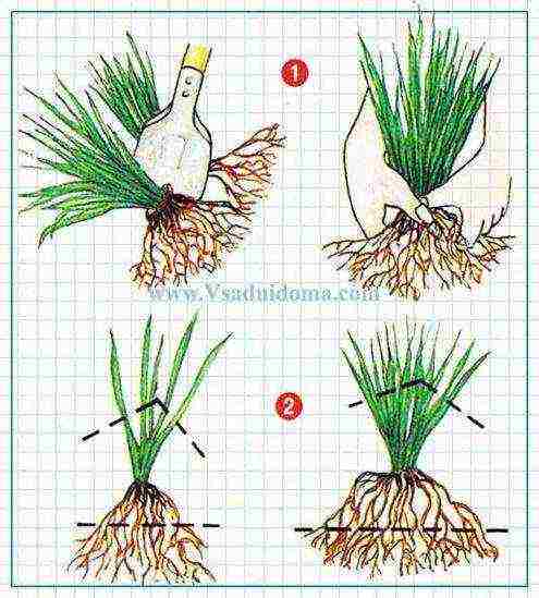 irises planting and care in the open field in siberia