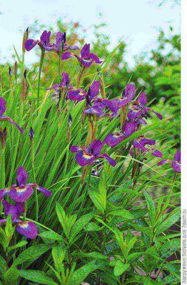 irises planting and care in the open field in siberia