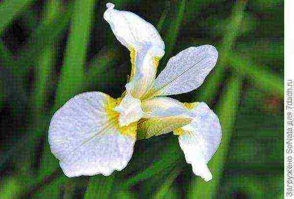 irises planting and care in the open field in siberia