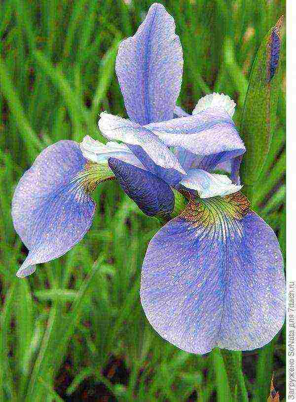 irises planting and care in the open field in siberia