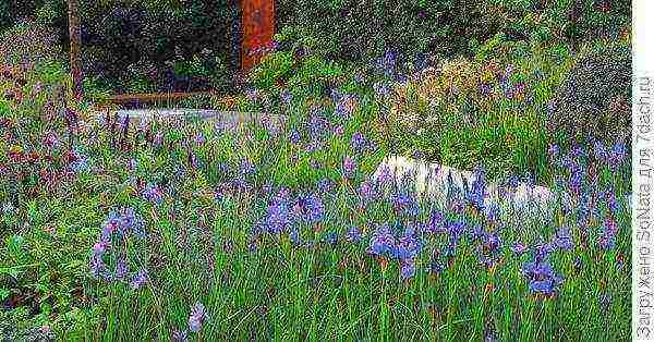 irises planting and care in the open field in siberia