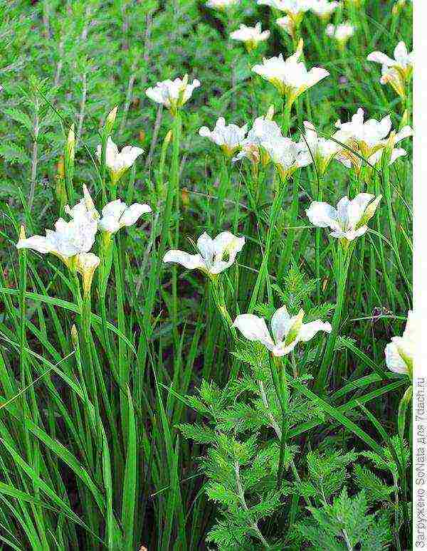 irises planting and care in the open field in siberia