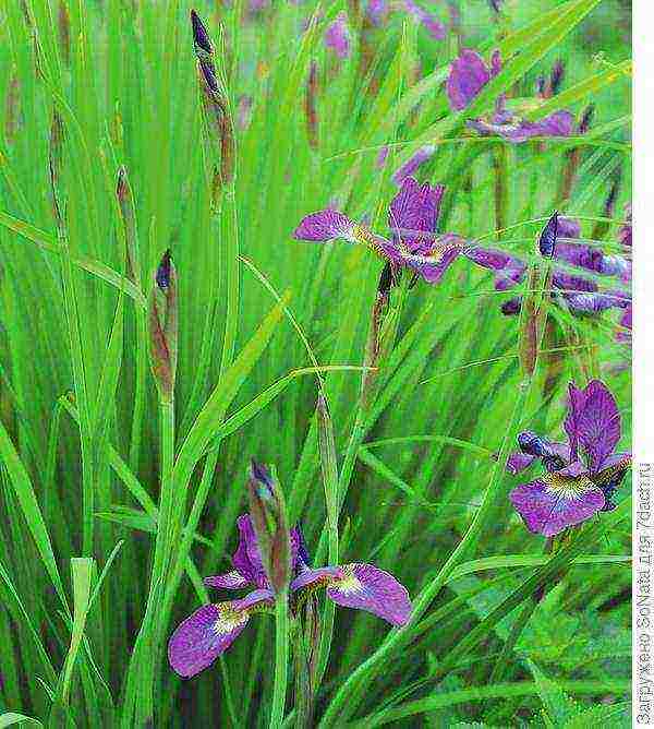 irises planting and care in the open field in siberia