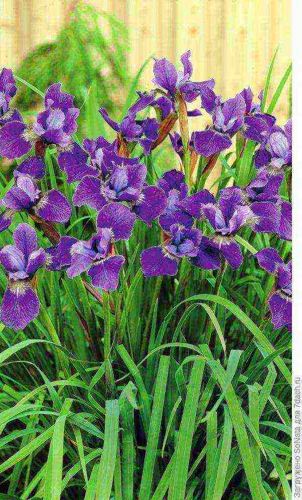 irises planting and care in the open field in siberia