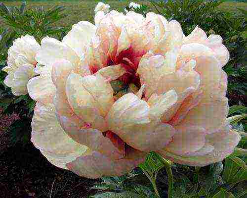 ito peonies are the best varieties