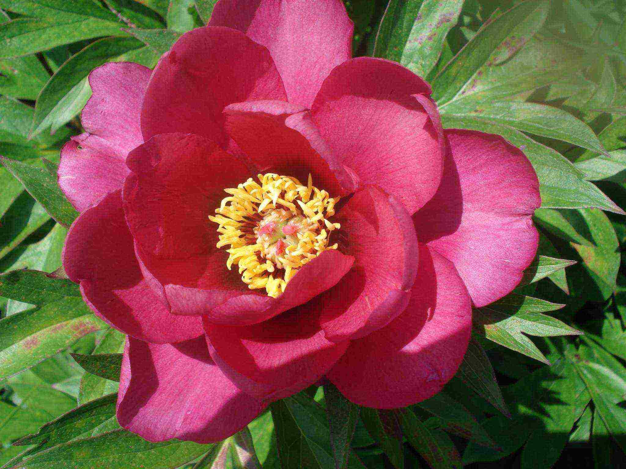 ito peonies are the best varieties