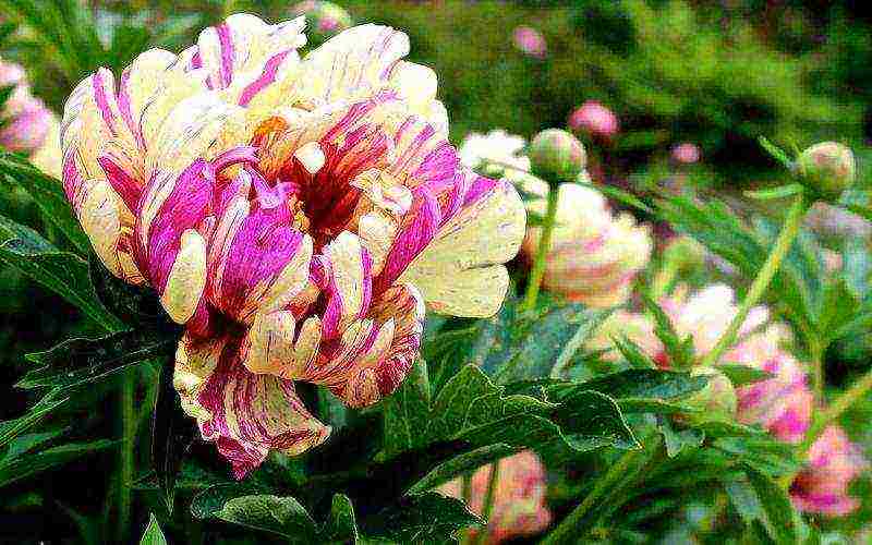 ito peonies are the best varieties