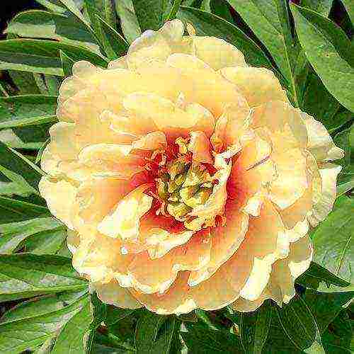 ito peonies are the best varieties