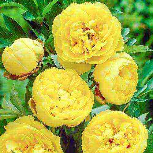 ito peonies are the best varieties