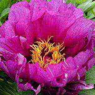 ito peonies are the best varieties