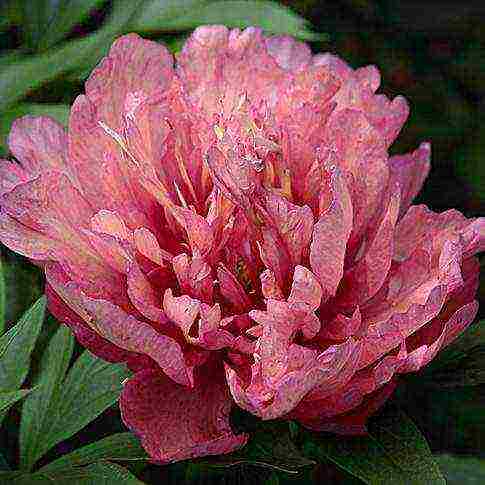 ito peonies are the best varieties