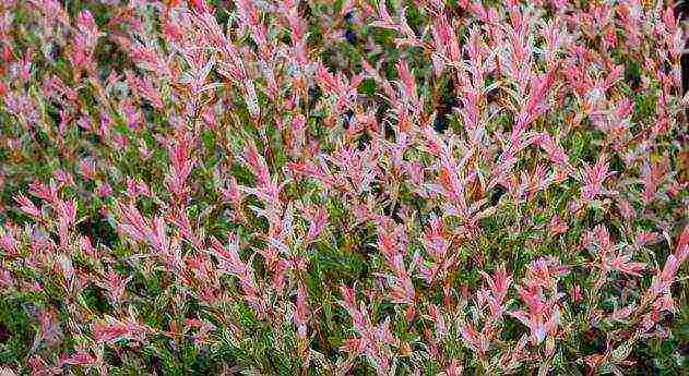 willow hakuro nishiki planting and care in the open field