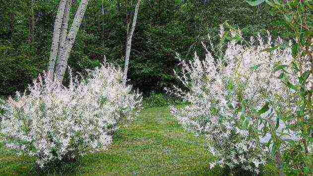 willow hakuro nishiki planting and care in the open field