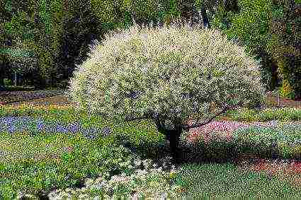 willow hakuro nishiki planting and care in the open field