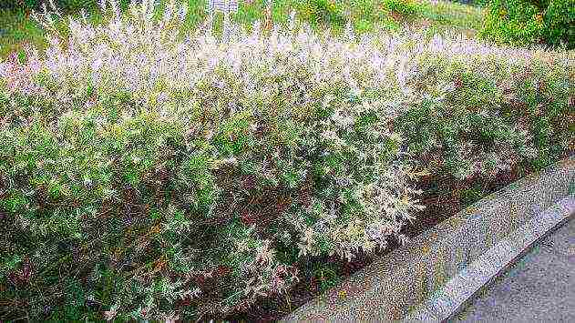 willow hakuro nishiki planting and care in the open field