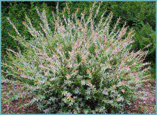 willow hakuro nishiki planting and care in the open field