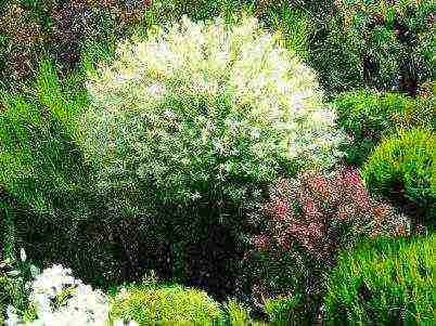 willow hakuro nishiki planting and care in the open field