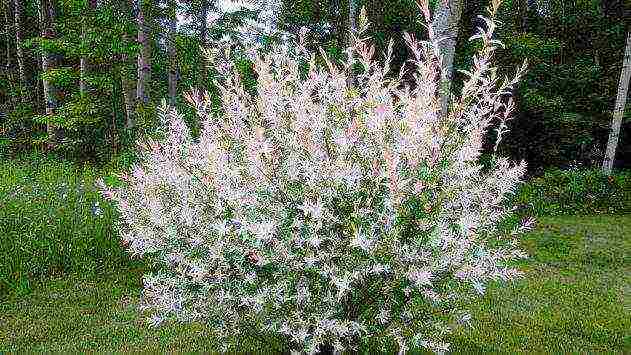 willow hakuro nishiki planting and care in the open field