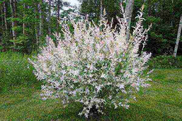 willow hakuro nishiki planting and care in the open field