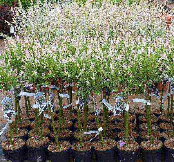 willow hakuro nishiki planting and care in the open field