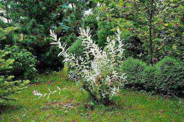 willow hakuro nishiki planting and care in the open field