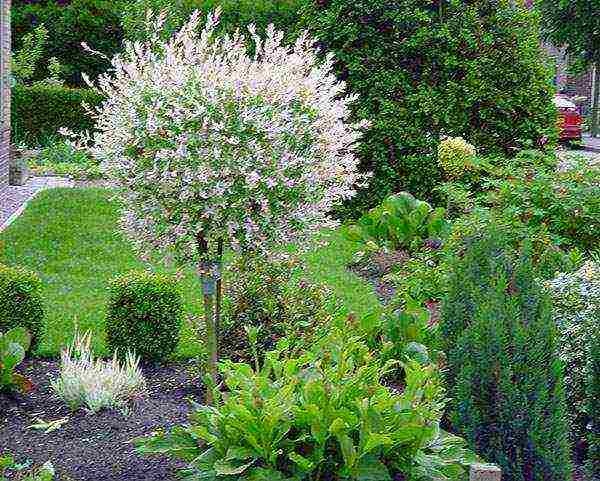 willow hakuro nishiki planting and care in the open field