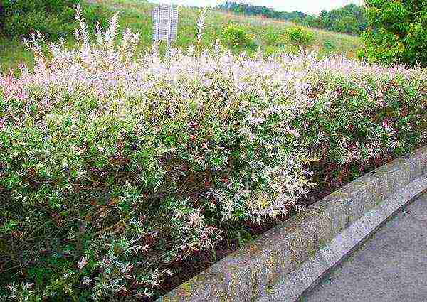 willow hakuro nishiki planting and care in the open field