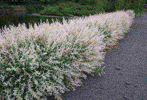 willow hakuro nishiki planting and care in the open field