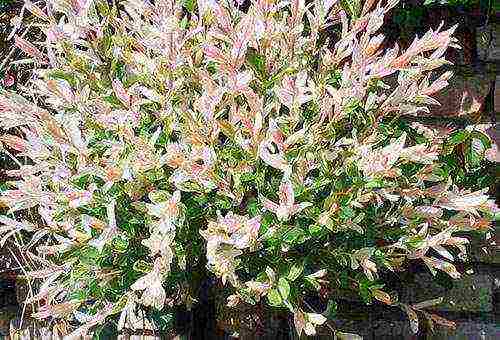 willow hakuro nishiki planting and care in the open field