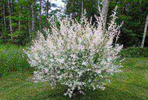 willow hakuro nishiki planting and care in the open field