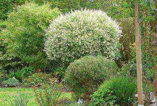 willow hakuro nishiki planting and care in the open field