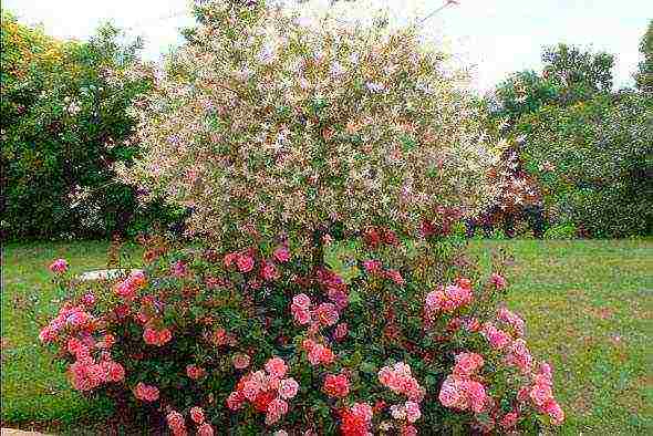 willow hakuro nishiki planting and care in the open field