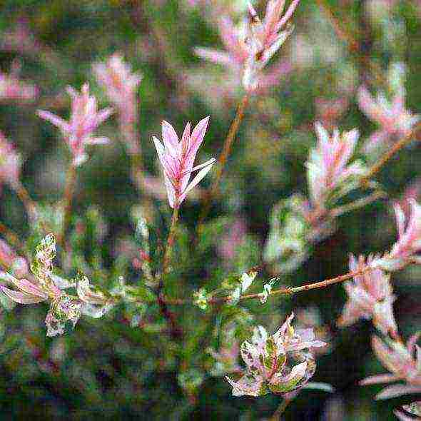 willow hakuro nishiki planting and care in the open field