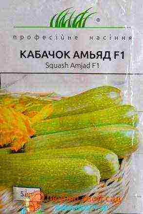 zucchini which variety is better