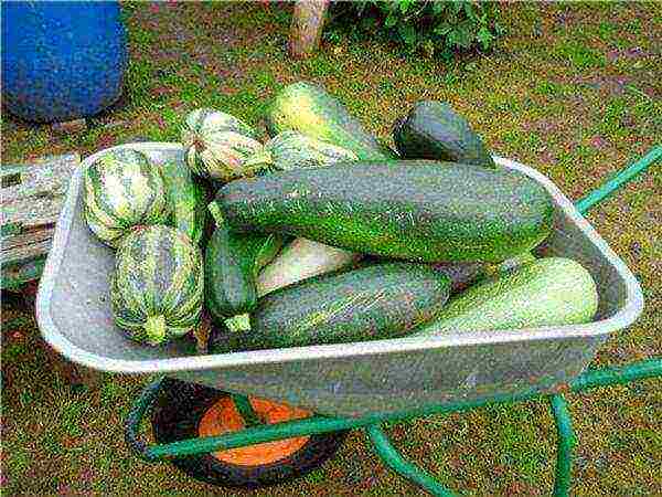 zucchini kung aling iba't ang mas mahusay