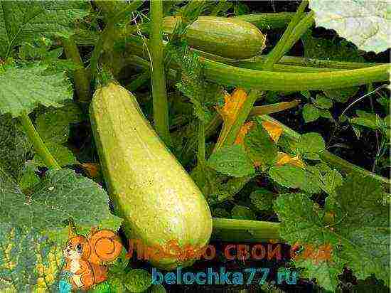 zucchini kung aling iba't ang mas mahusay