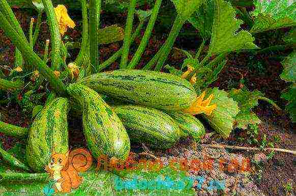 zucchini which variety is better